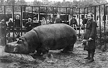 Вдохновляли жить. Как в зоосаде прокормили бегемота и спасли животных в блокаду Ленинграда