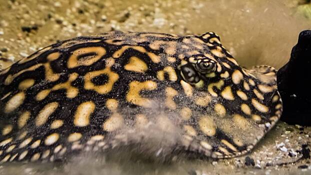 Четыре редких ската родились в аквариуме на южном берегу Крыма