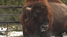 Спокойный, но своенравный бизон стал гвоздем новогодних праздников в Калининградском зоопарке