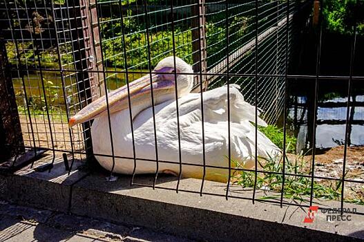 В Калининградском зоопарке пернатых закрыли из-за вспышки птичьего гриппа в соседней колонии