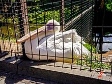 В Калининградском зоопарке пернатых закрыли из-за вспышки птичьего гриппа в соседней колонии