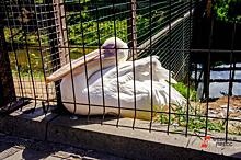 В Калининградском зоопарке пернатых закрыли из-за вспышки птичьего гриппа в соседней колонии