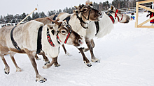 Международный чемпионат по оленеводству состоится в Якутии