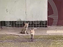 Четырех лисят, которых спасли от живодера в Москве, увезут за город