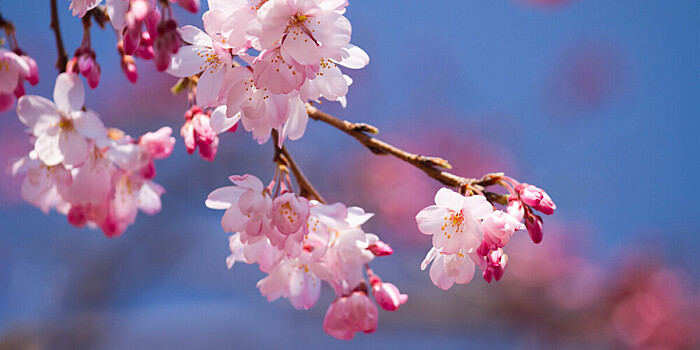 В китайской провинции Фуцзянь зацвела сакура