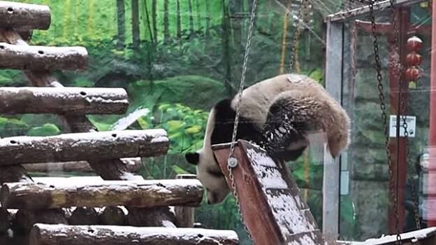 Панда Катюша из Московского зоопарка обрадовалась выпавшему снегу