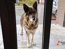 Хабаровские депутаты не знают, что делать с бродячими собаками