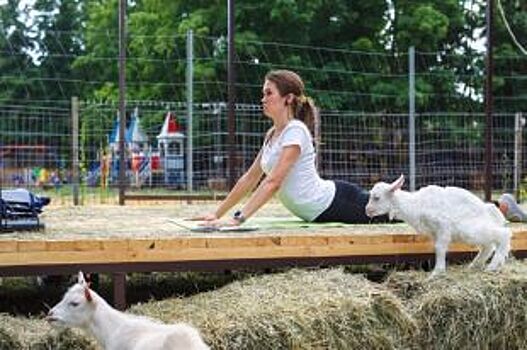 Йога с козами. Как рогатые помогают тренировкам