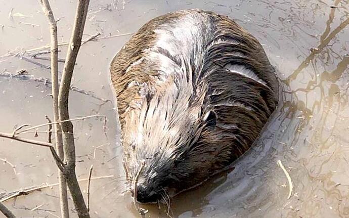 Охотники вызволили бобра из грязного болотца в Новомичуринске