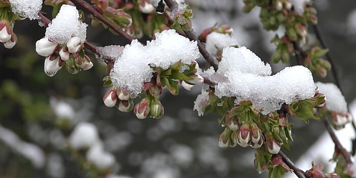 Фруктовые деревья на юге России засыпало снегом: урожай под угрозой