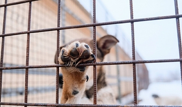Численность бездомных собак снизилась в Волгоградской области