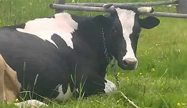 Селеновые коровы дают наилучшее для здоровья молоко