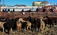 В Татарстане на Курбан Байрам будут работать 55 площадок для забоя животных