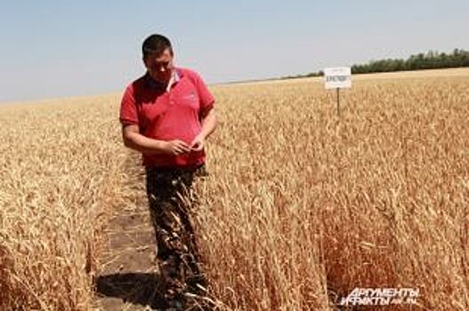 Зерновые убрали более чем с 76% посевных площадей на Дону