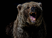 Медведь частично съел рыбака в Приморье