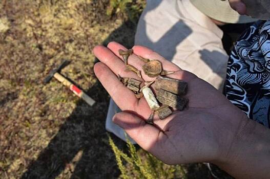 В Оренбуржье палеонтологи продолжат поиски окаменелостей мелового периода