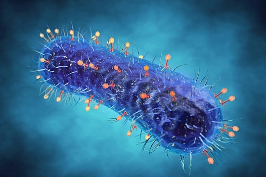 Вирусы-фаги уничтожили устойчивых к антибиотикам бактерий