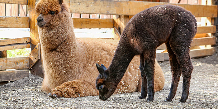 Детский день на «Мире»: тележурналисты сводили в зоопарк воспитанников детдома в Казахстане