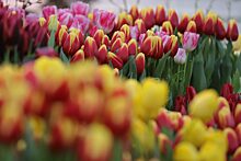 Городские теплицы приготовили около 5 млн тюльпанов к 8 марта