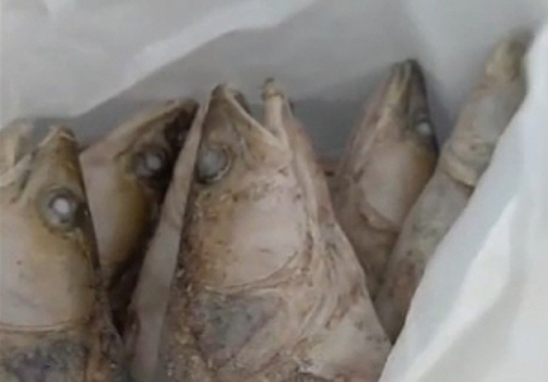 В Ульяновске полицейские изъяли более 55 тонн немаркированной рыбной продукции