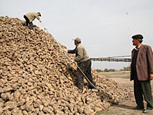 В КР планируют собрать большой урожай сахарной свеклы в 2017 году