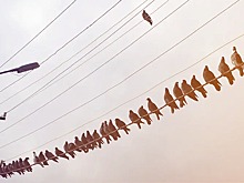 Росавиация выдала авиакомпаниям 500 допусков на рейсы в Болгарию, ОАЭ, Грецию и другие страны