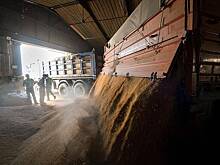 Китай охладел к российской пшенице