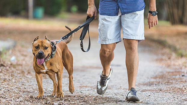 В Госдуме одобрили запрет на выгул опасных собак детьми и пьяными