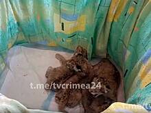 Львица в крымском сафари-парке отказалась от новорожденных детенышей