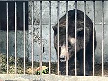 Инфекции и тесные вольеры: во Владимирской области решается судьба животных‐актеров