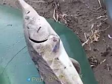 Россиянин выловил из Японского моря редчайшую рыбу и показал ее на видео