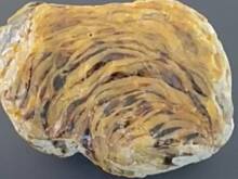 Мужчина нашел на пляже кусок драгоценной рвоты кашалота