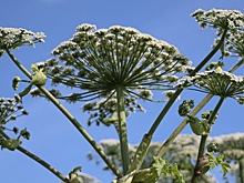 Названы рабочие методы борьбы с борщевиком