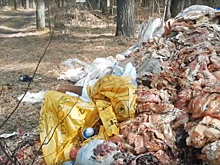 Под Ярославлем обнаружили свалку испорченного мяса