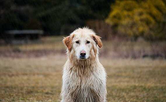 В Воронеже спасли собаку, которую обвязали проволокой