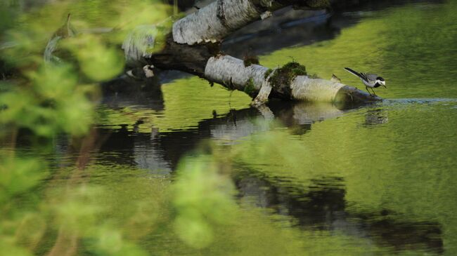 Европу хотят погрузить в болота для защиты от России