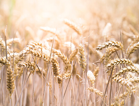 Российскую нейросеть учат прогнозировать урожайность пшеницы