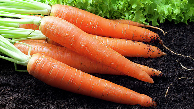 Цены на морковь удвоились с начала года