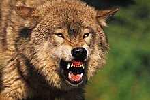В Канаде волк напал на спящих туристов