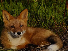 Кроноцкий заповедник на Камчатке к Дню знаний опубликовал кадры взросления лисят. Фото