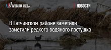 В Гатчинском районе заметили редкого водяного пастушка