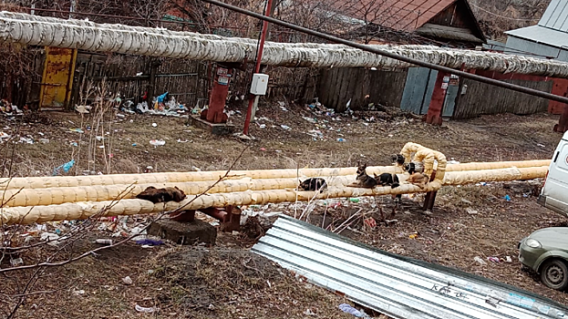 «Уже сил нет». Жители Заводского района снова жалуются на стаи собак