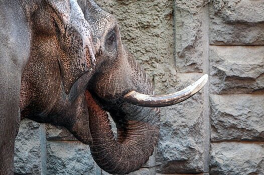 В Канаде слон напал на смотрителя зоопарка