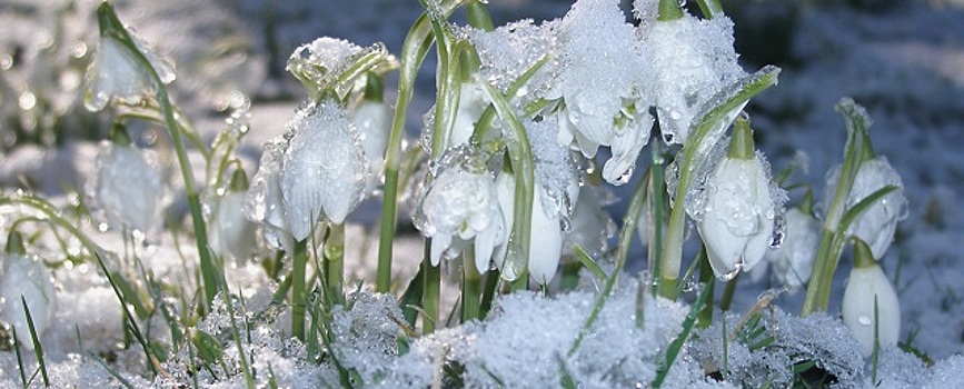 В Алтайский край в середине марта придет плюсовая температура