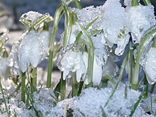В Алтайский край в середине марта придет плюсовая температура
