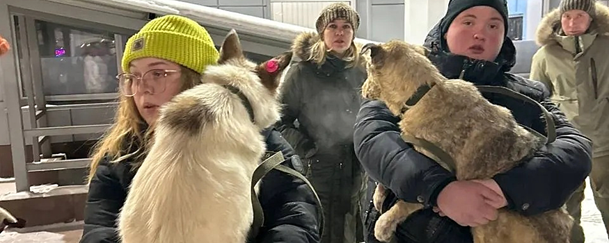 Бурятские зоозащитники судятся с Цыденовым из-за «собачьего» закона