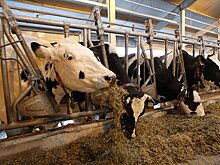 Минэкономразвития выступило против маркировки скота и домашних животных