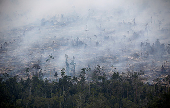 Нет дыма без огня: пока индонезийские фермеры сжигают страну, соседи задыхаются от смога