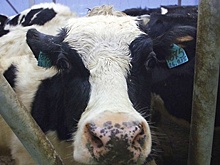 34 тыс случаев мастита у коров выявили в Подмосковье в 2021 г