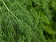 Названы продукты — чемпионы по содержанию витамина C